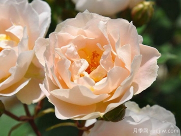 月季介绍，和风月季