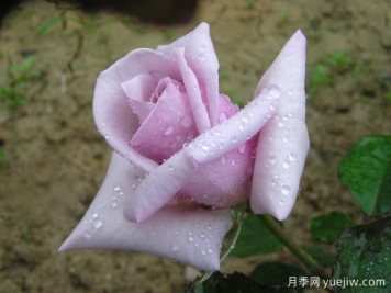 皇家棕褐色月季