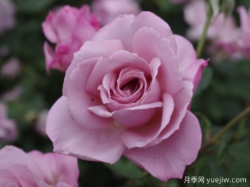 银影月季/银色幻影(英国)