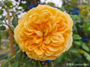 博主花园里表现最好的四款黄色月季品种