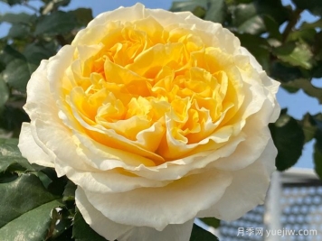 碧翠丝月季，黄色月季的天花板