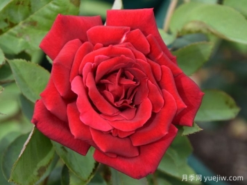 克莱斯勒帝国月季