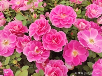 园林植物各分类集锦