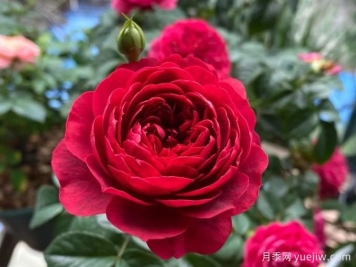 法拉利果汁月季，浓浓高级感的果汁芽变