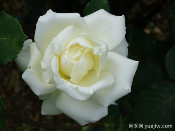 白色圣诞月季/白圣诞月季