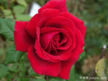 月季推荐，恩钿夫人月季