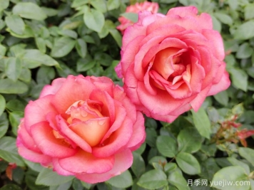 绿化养护中如何提升苗木的抗逆性？