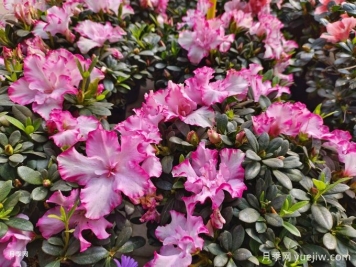 盘点10种最受欢迎的年宵花，寓意来年红红火火