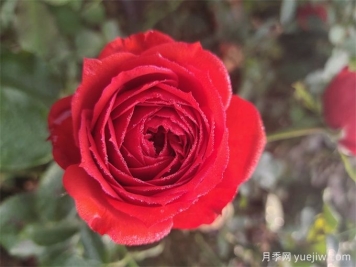 好养月季清单，阳台、地栽都有