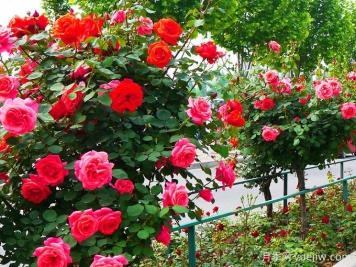 冬天一定要给你的植物浇封冻水，什么时候浇？