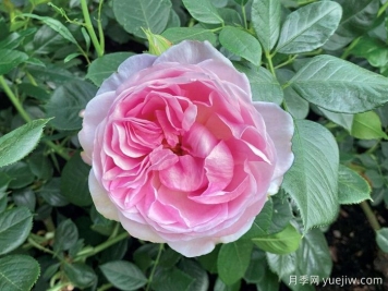 月季推荐，铂金庆典月季