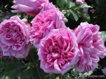庞巴度月季，又美又香，花园里的百变能手