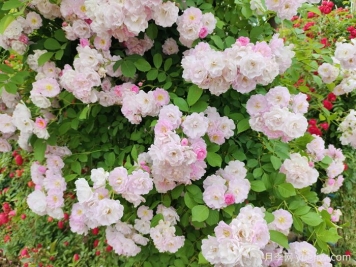 爬藤植物怎么选？八要八不要！