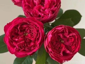 6种经典的月季花，每一种都是颜值担当