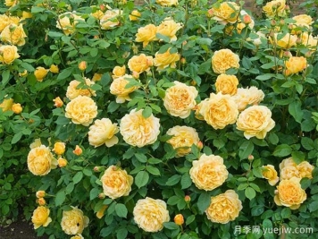 推荐3种真正四季开花的藤本月季