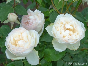 约瑟夫施瓦茨夫人月季