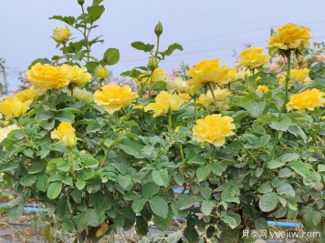 养月季摘芽和抹芽的区别？该如何做？