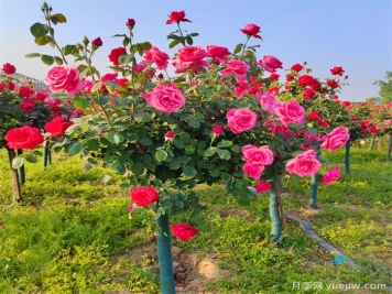 怎样让树状月季多开花？