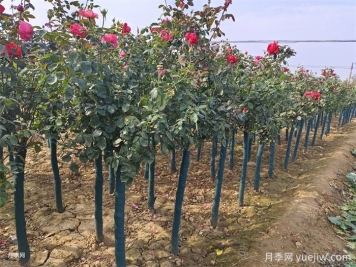 树状月季的四季养护技巧