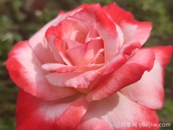 月季介绍，丹顶月季