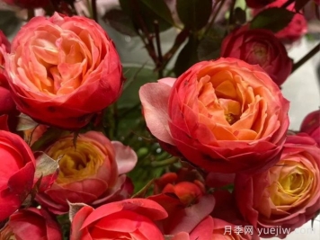 月季推荐，浪漫比克月季