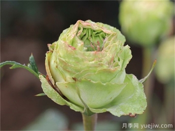 绿星月季，来自中国的绿色系大花月季