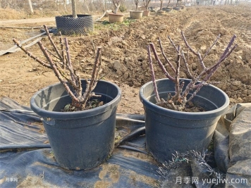 月季花冬季施肥和修剪可以同时进行吗？