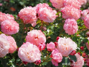 彩笔浪漫月季，浪漫多色的大花藤本月季