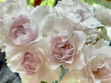 月季推荐，莎菲天使月季