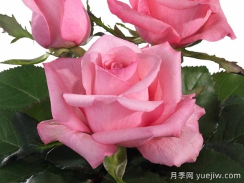 月季推荐，可爱庆典月季