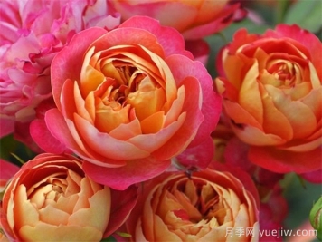 藤本月季推荐，藤本浪漫宝贝月季