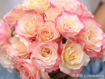 月季推荐，六翼天使月季