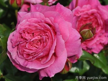 月季推荐，神仆天使阿比迪月季​