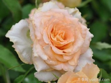 月季推荐，乌列尔天使神之焰月季