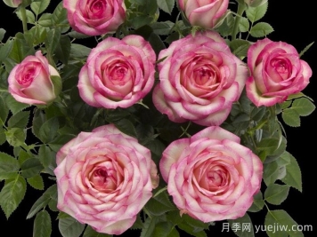 月季推荐，旋转木马月季