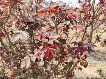 暖春月季需要春化吗？怎么春化？