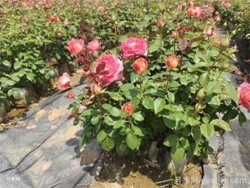 如何养好月季花盆栽？