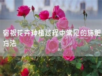 宿根花卉种植过程中常见的施肥方法