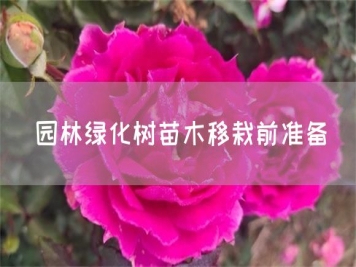 园林绿化树苗木移栽前准备