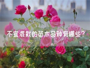 不宜混栽的苗木品种有哪些？