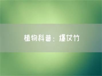 植物科普：爆仗竹