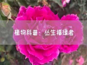 植物科普：丛生福绿考