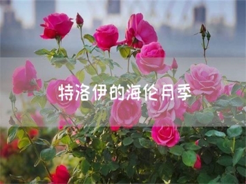 特洛伊的海伦月季