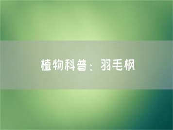 植物科普：羽毛枫