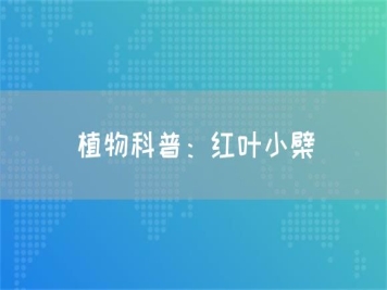 植物科普：红叶小檗