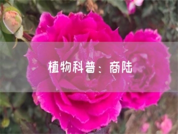 植物科普：商陆