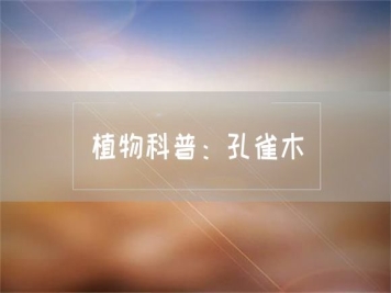 植物科普：孔雀木