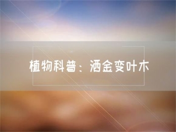 植物科普：洒金变叶木