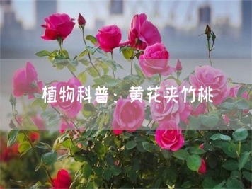 植物科普：黄花夹竹桃