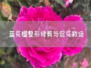 蓝花楹整形修剪与促花栽培